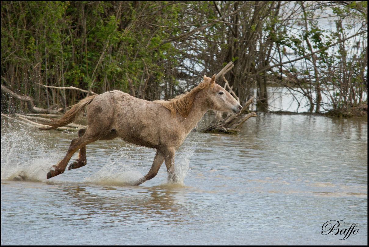 Puledri Camargue al gioco